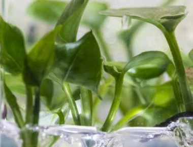 Φυτό εσωτερικού χώρου καθαρίζει τον αέρα από επικίνδυνες ουσίες